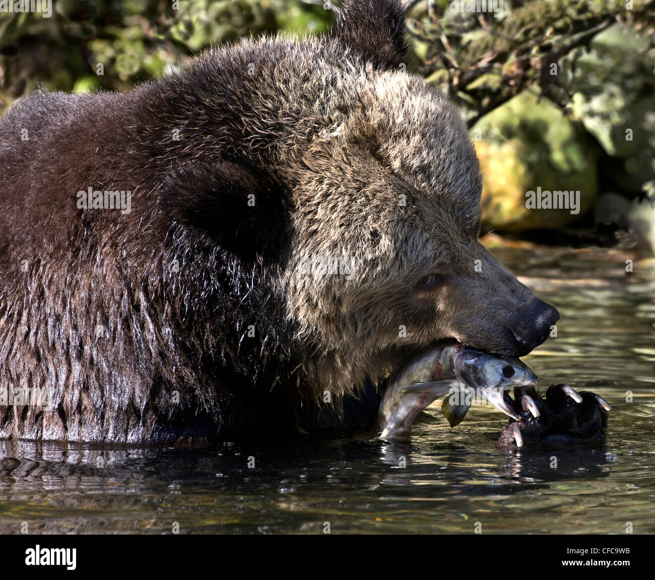 Orso grizzly nella grande orso foresta pluviale della Columbia britannica in Canada Foto Stock