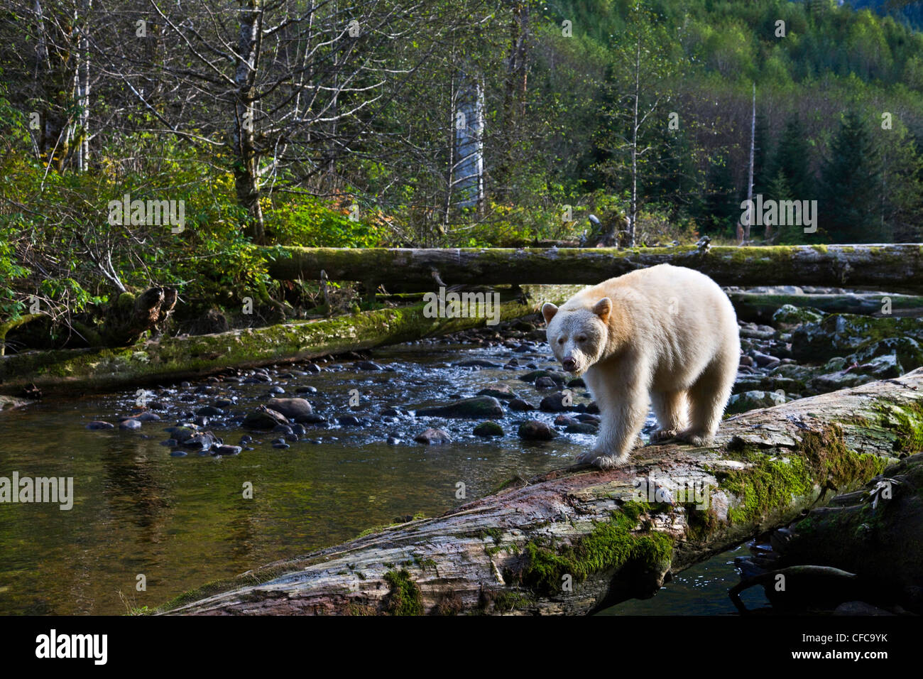 Kermode bear nella grande orso foresta pluviale della Columbia britannica in Canada Foto Stock