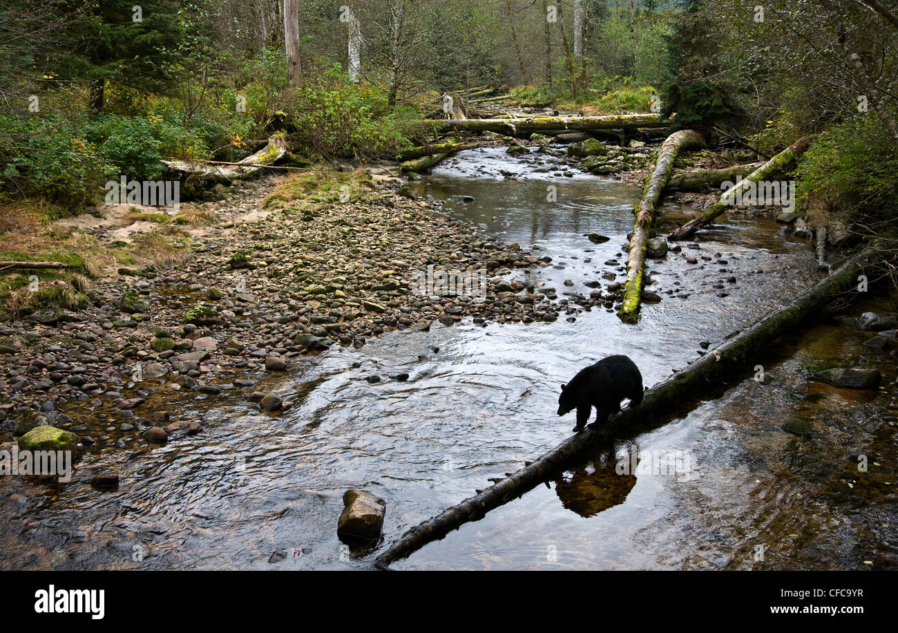 Black Bear nella grande orso foresta pluviale della Columbia britannica in Canada Foto Stock