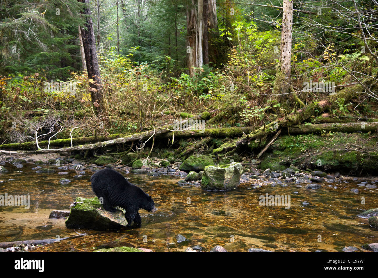 Black Bear nella grande orso foresta pluviale della Columbia britannica in Canada Foto Stock