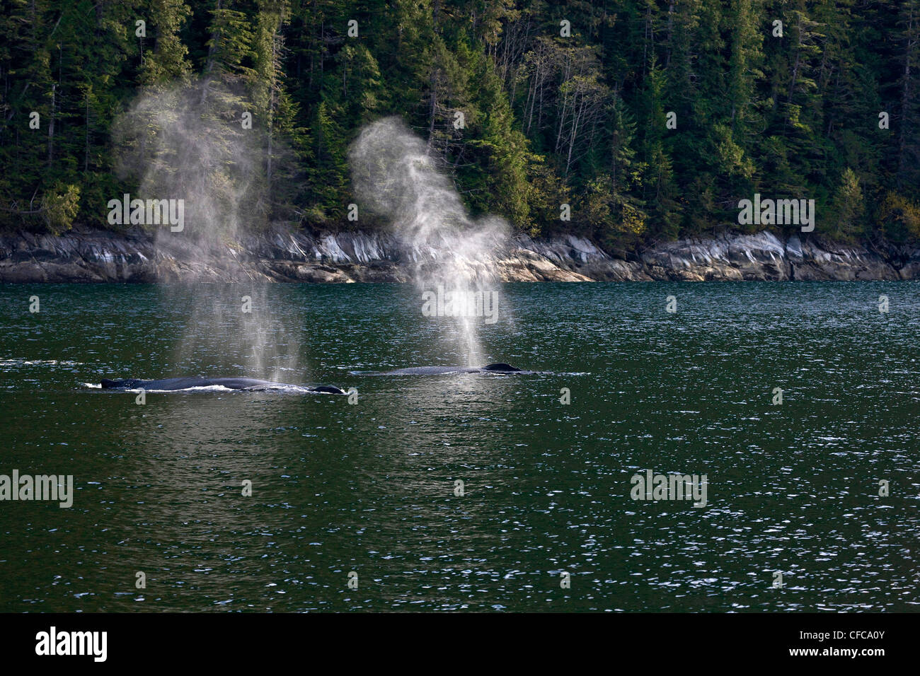 Le balene con la gobba sul British Columbia costa centrale Foto Stock