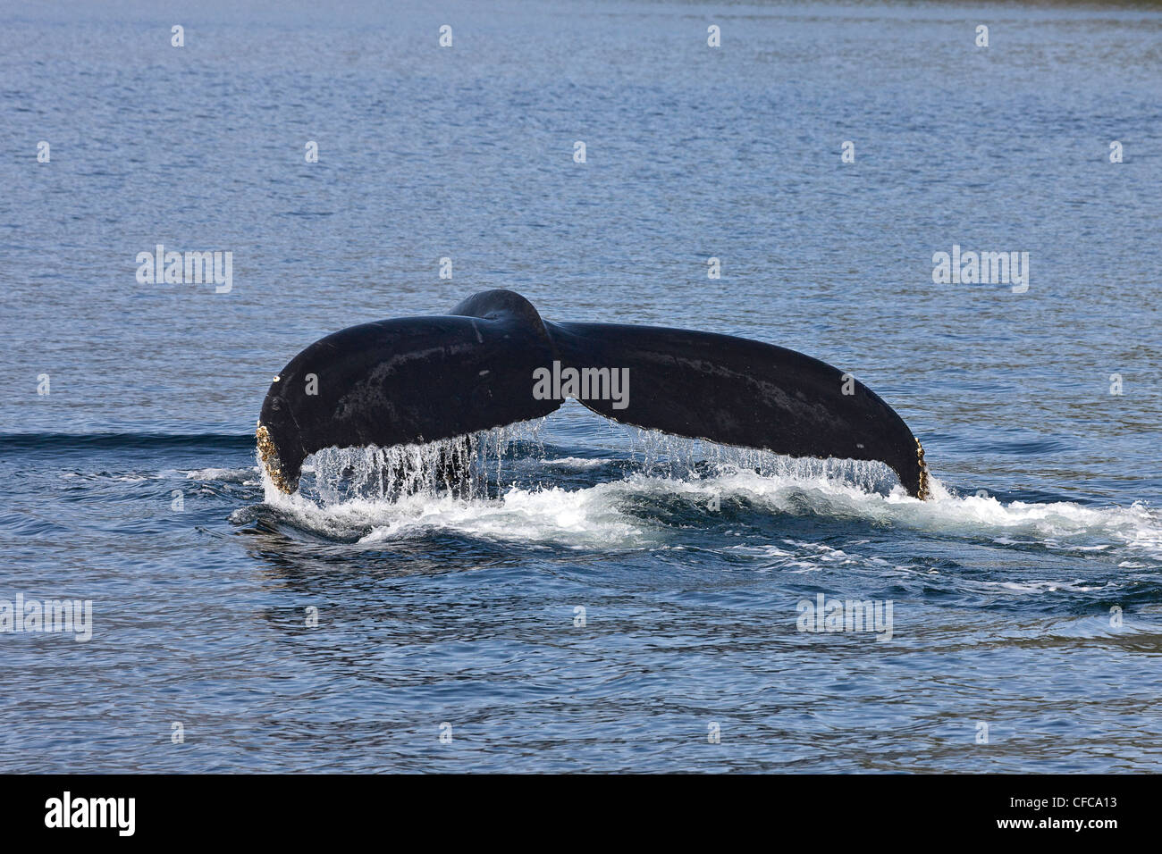 Humpback Whale sul British Columbia costa centrale Foto Stock