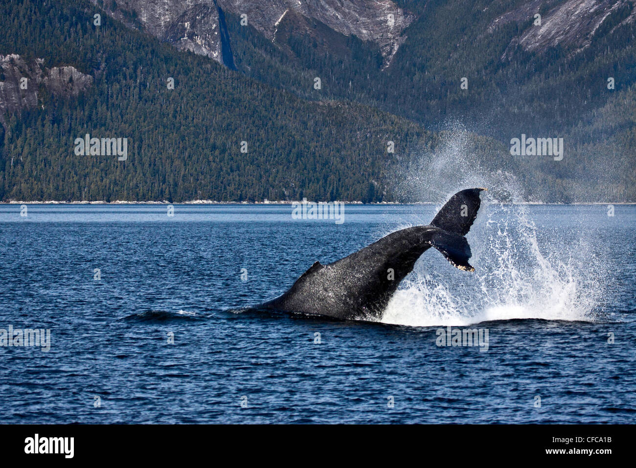 Humpback Whale sul British Columbia costa centrale Foto Stock
