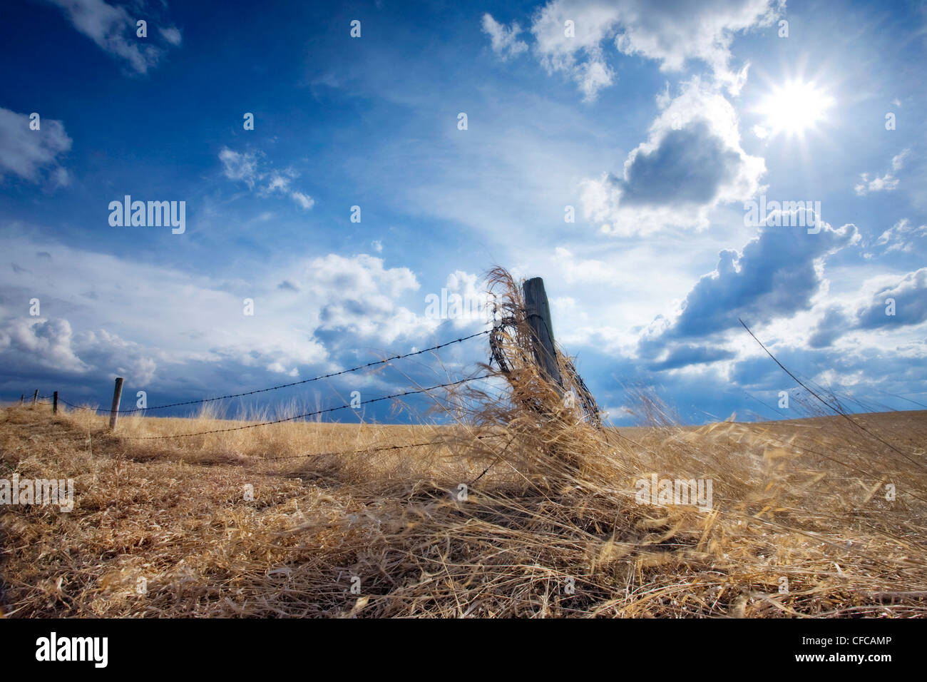 Un recinto di filo spinato che racchiude un campo di grano nel sud Alberta con sole e nuvole di byte di overhead. Foto Stock