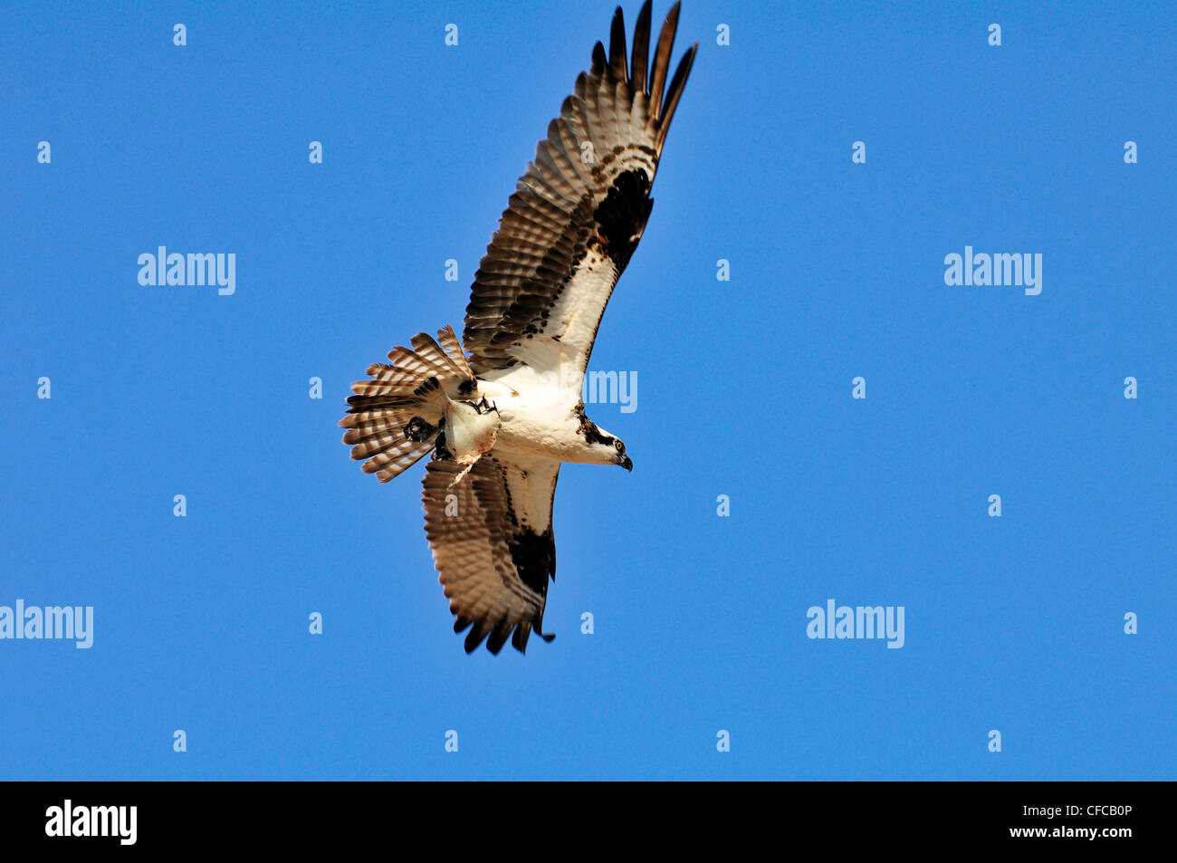 Falco pescatore Pandion haliaetus volare indietro è il nido Foto Stock