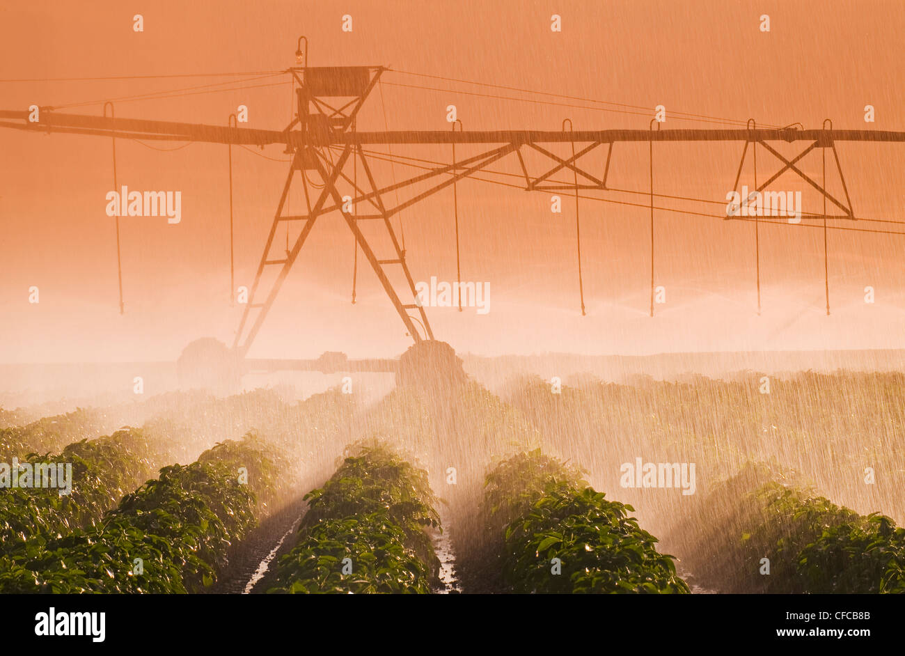 Un centro pivital sistema di irrigazione irriga patate, vicino Holland, Manitoba, Canada Foto Stock