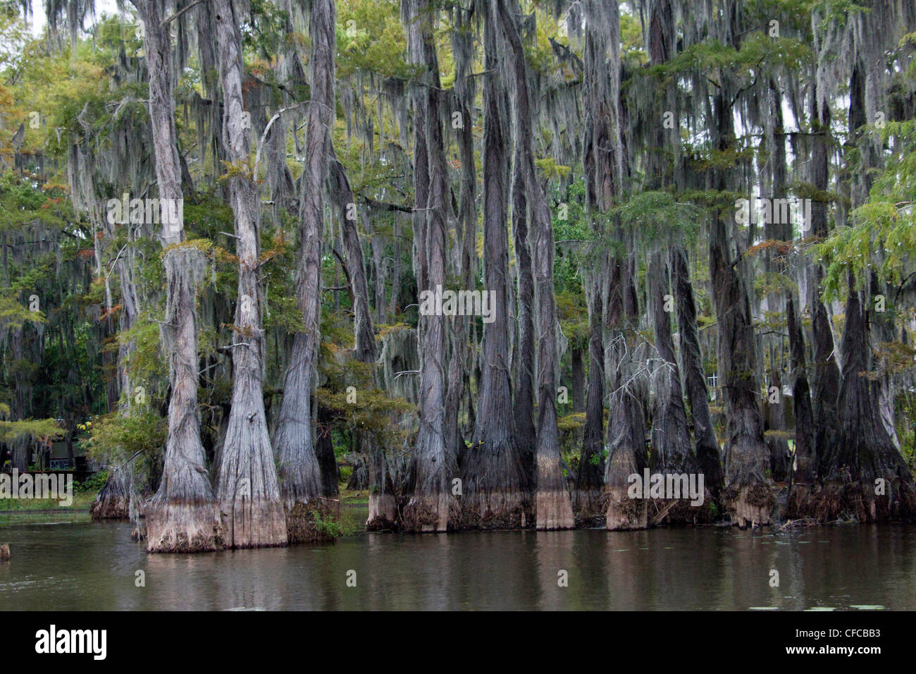 Angiosperme, cipresso calvo, Calvo-cipresso, Baldcypress, Bromeliaceae, Caddo lake, Commelinids, Cupressaceae, Cypress swamp, Diapho Foto Stock