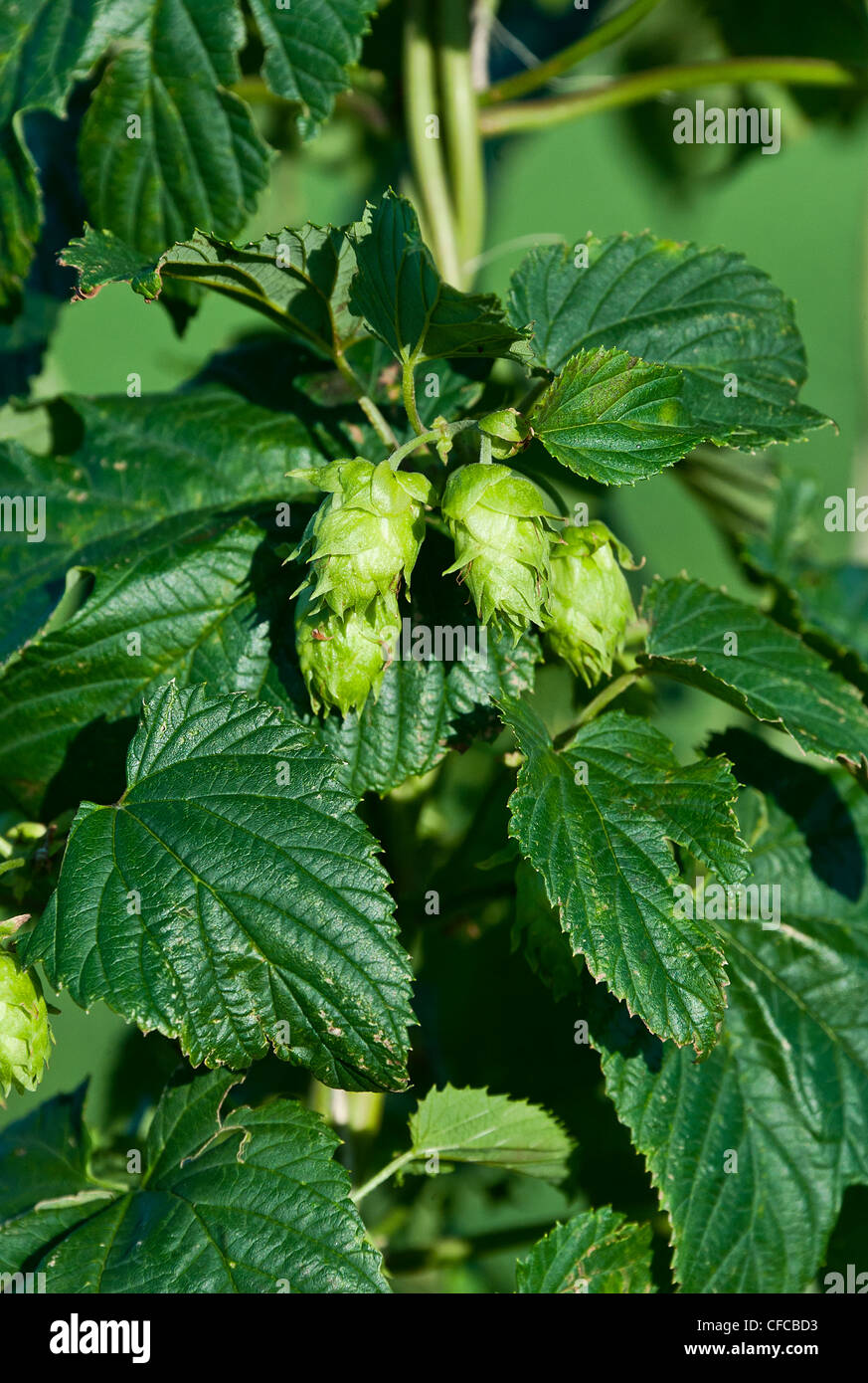 Luppolo pianta, Humulus lupulus. Foto Stock Luppolo pianta, Humulus lupulus. Foto Stock