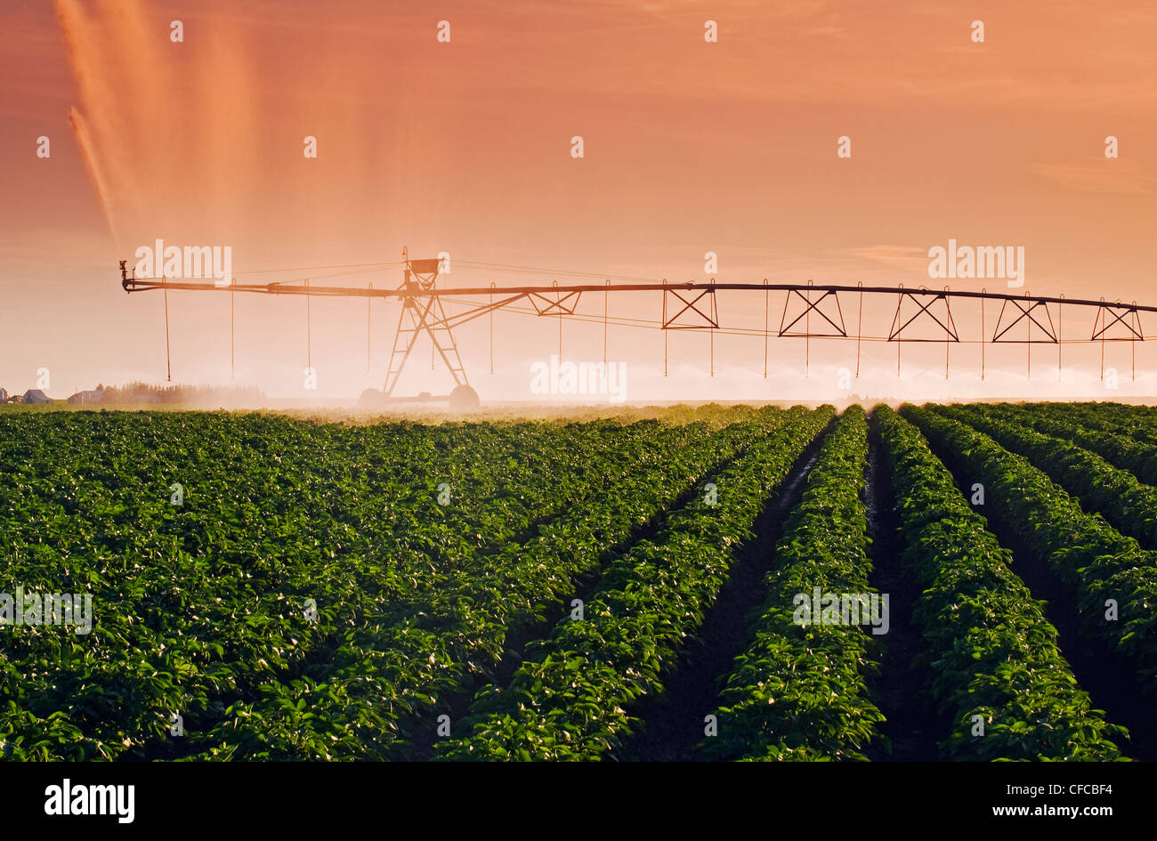 Un perno centrale di un sistema di irrigazione irriga patate,Tiger colline, Manitoba, Canada Foto Stock