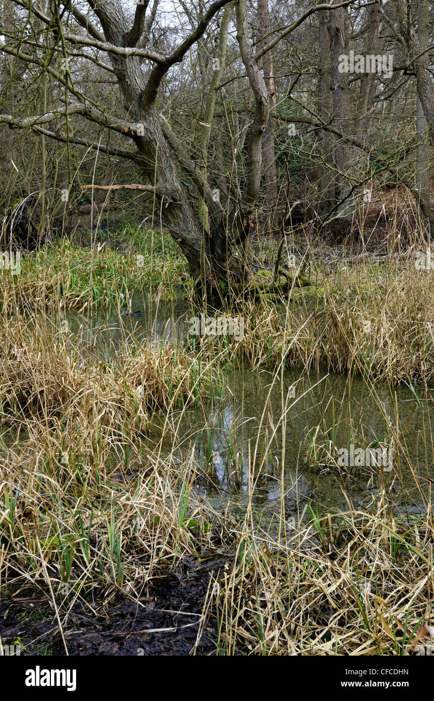 Alder carr bosco umido, suffolk Foto Stock