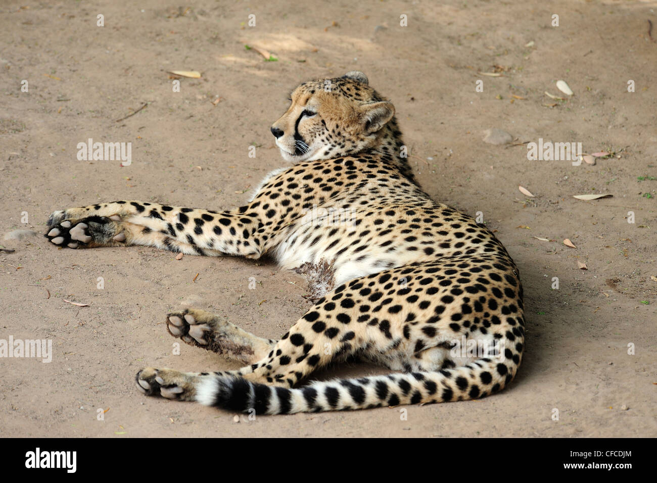 Captive ghepardo (Acinonyx jubatus), Cango Wildlife Ranch vicino a Oudtshoorn, Western Cape, Sud Africa Foto Stock