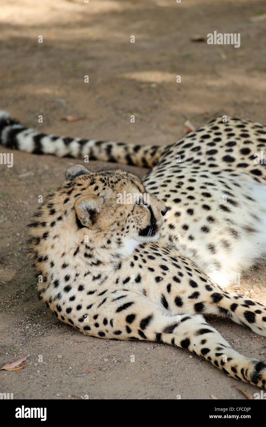 Captive ghepardo (Acinonyx jubatus), Cango Wildlife Ranch vicino a Oudtshoorn, Western Cape, Sud Africa Foto Stock