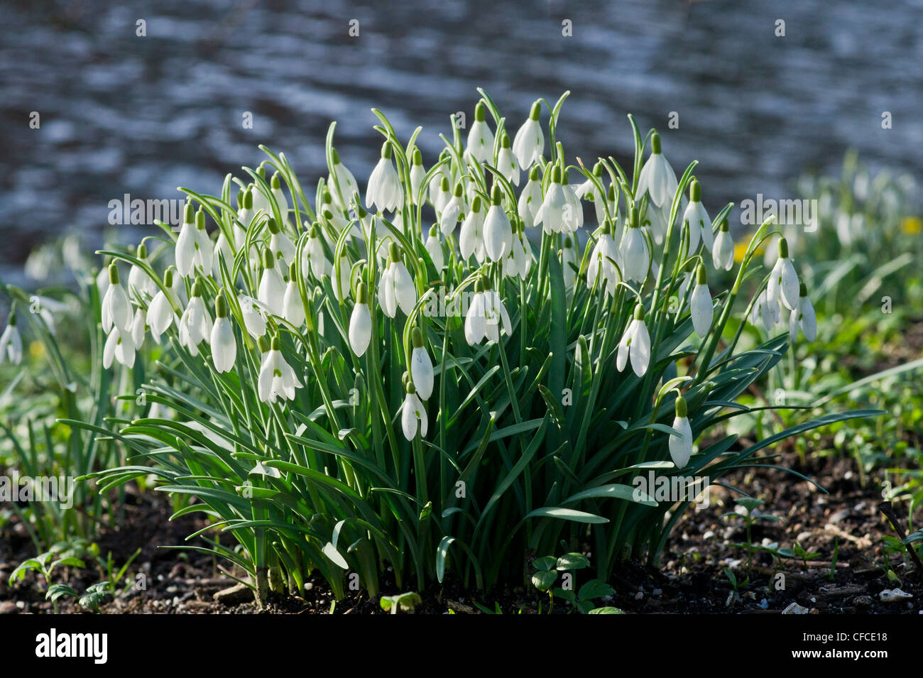 Gruppo di bucaneve in primavera nel giardino botanico di Leiden, Paesi Bassi. Foto Stock