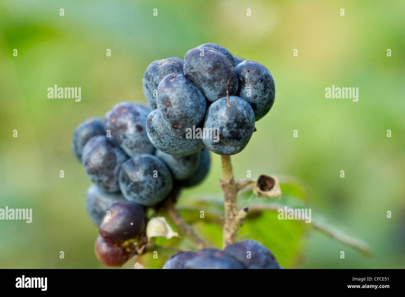 Macro Dewberry con soft sfondo verde Foto Stock