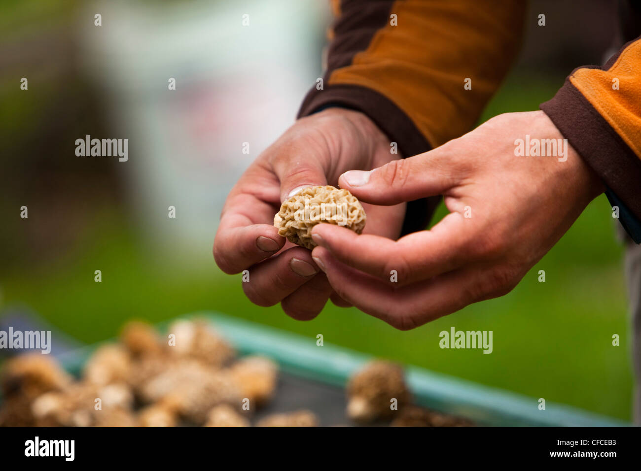 Un uomo esamina un appena raccolte fungo morel in Montana. Foto Stock