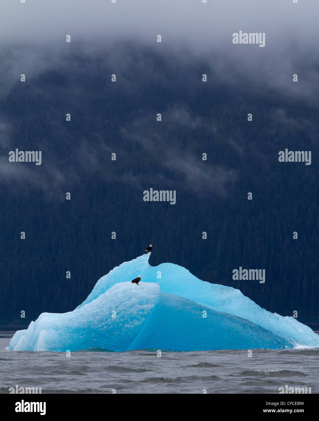 Eagle vola via iceberg in Alaska Foto Stock