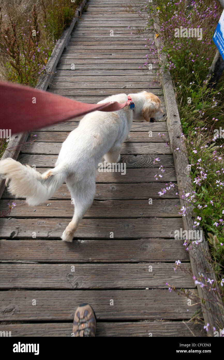 Il pet proprietario prende il Golden Retriever per una escursione a Pietra di Luna Beach in Cambria, California Foto Stock