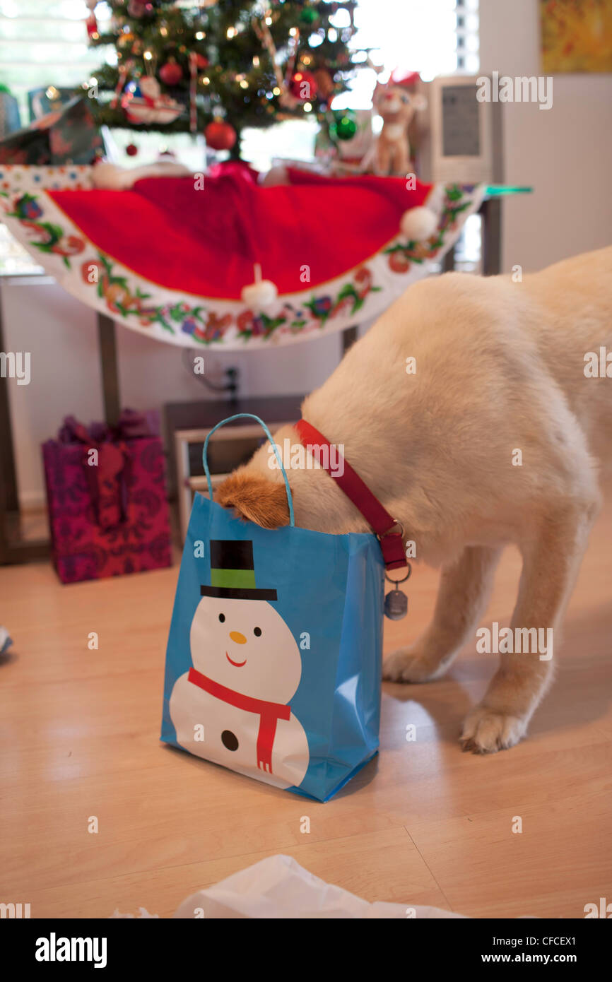 Il Pet Golden Retriever apre presenta durante il periodo di Natale Foto Stock