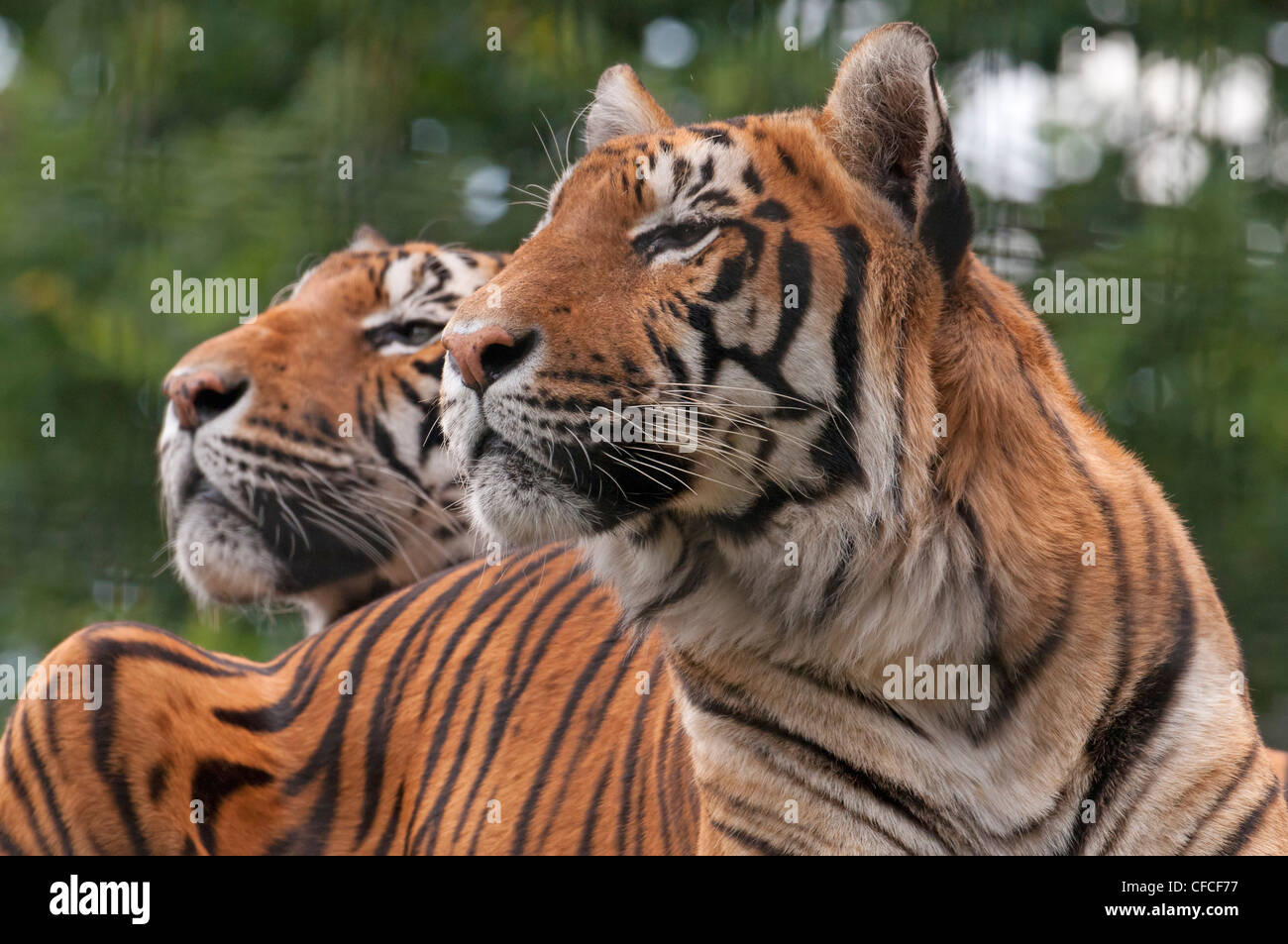 Coppia di le tigri del Bengala Panthera tigris tigris Foto Stock