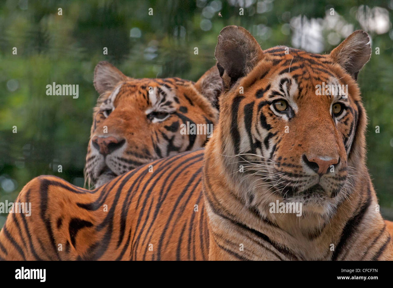 Coppia di le tigri del Bengala Panthera tigris tigris Foto Stock