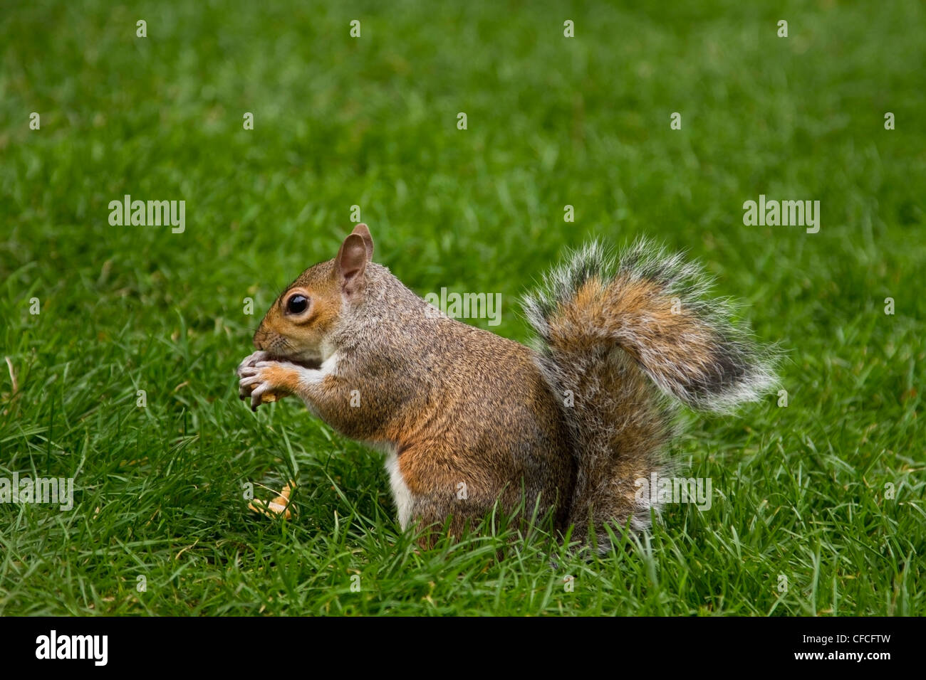 Scoiattolo grigio in St James Park, Londra Foto Stock