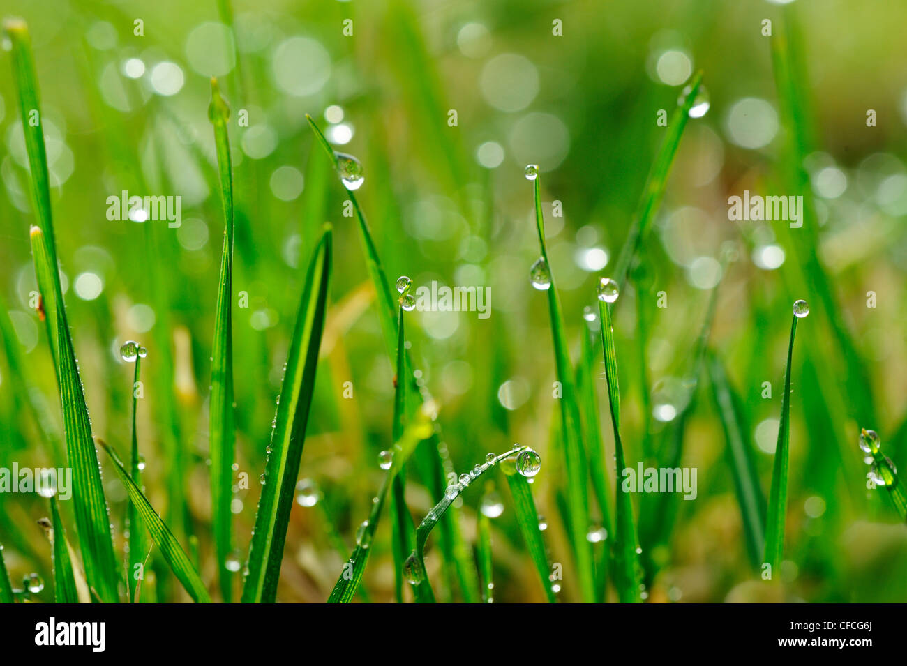 Close up di erba con gocce di rugiada, Foto Stock