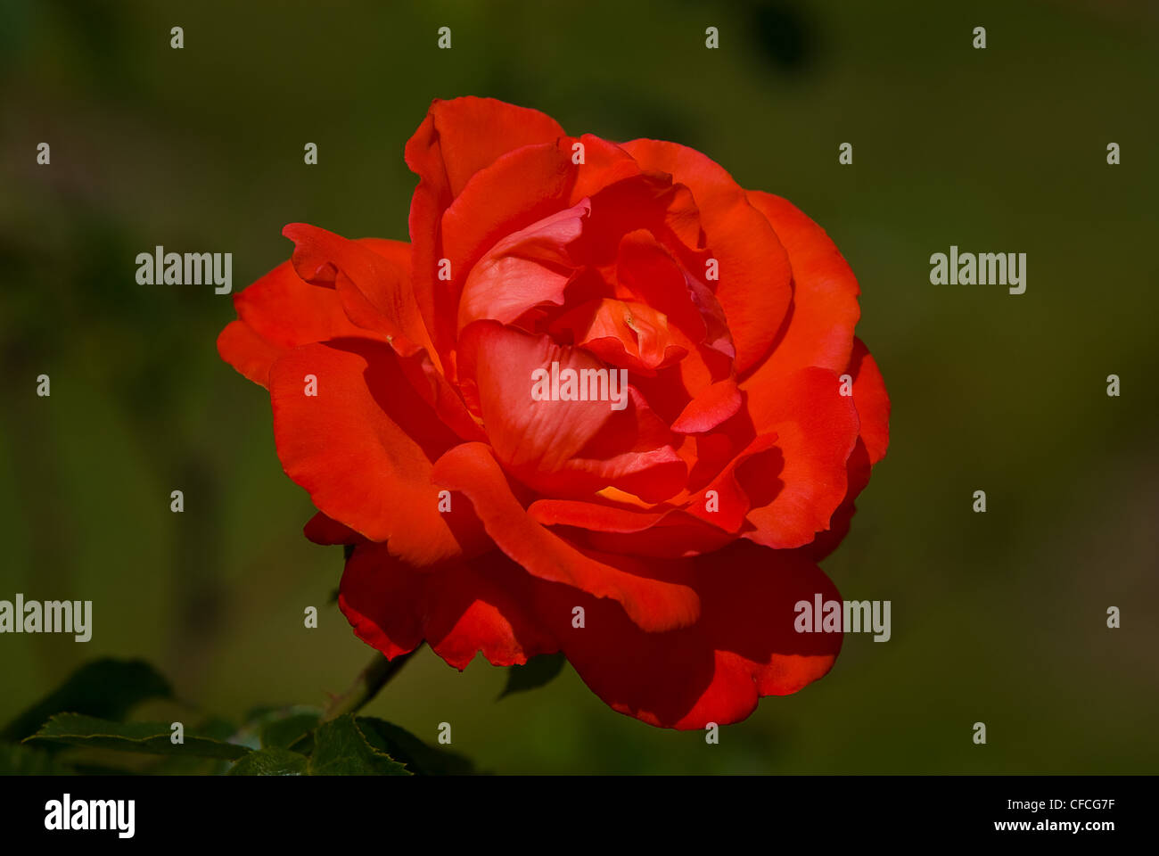 Rose fiore rosacee natura amore fiore pianta vista ravvicinata ufficiale bellissime macro closeup impianti parte Foto Stock