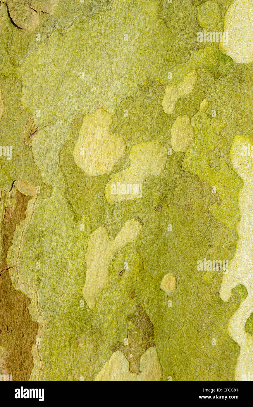 Piano di Londra, platanus acerifolia, vista ravvicinata della corteccia, Foto Stock