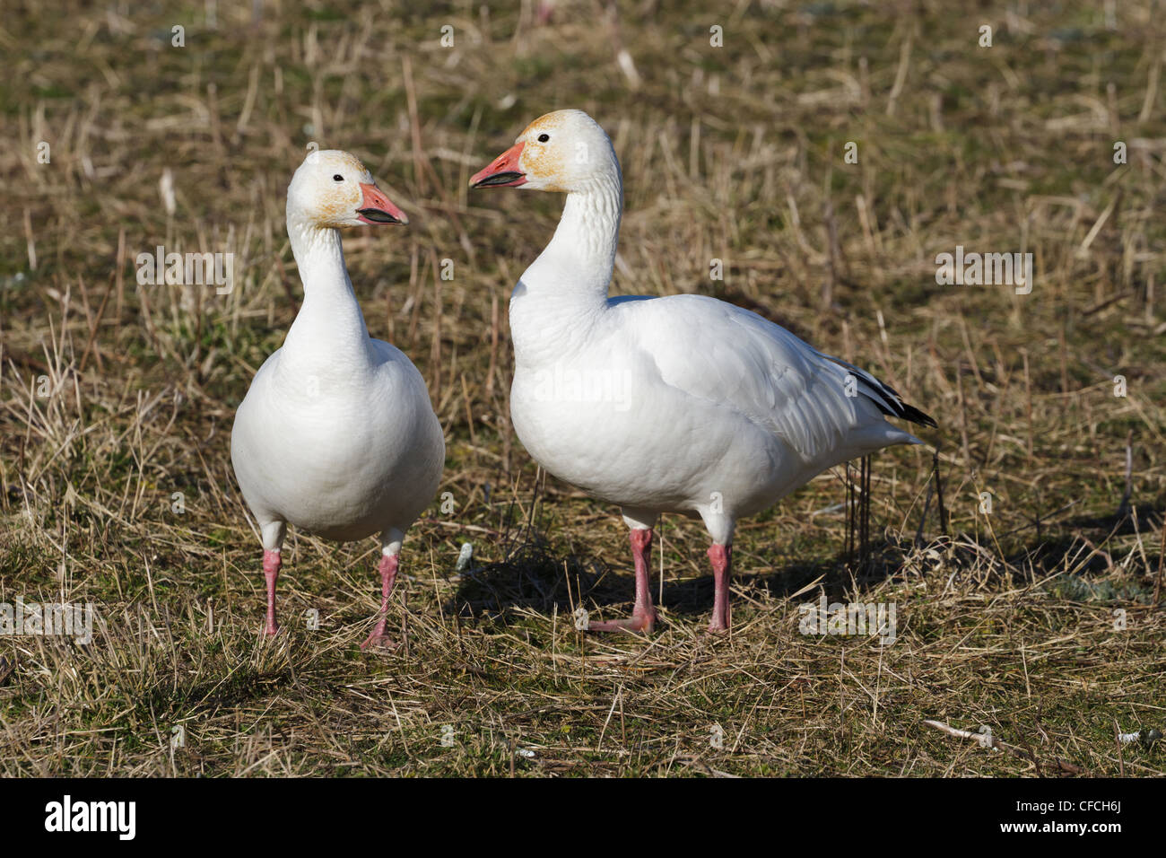 Neve d'oca, uccello migratore close up shot Foto Stock