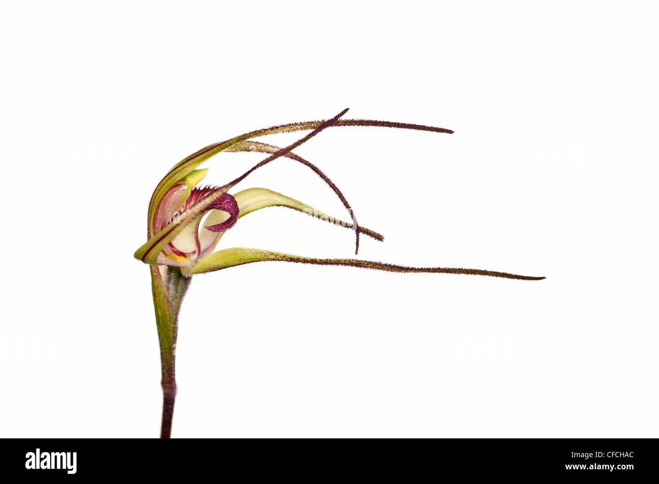 Australian tawny spider orchid flower Foto Stock