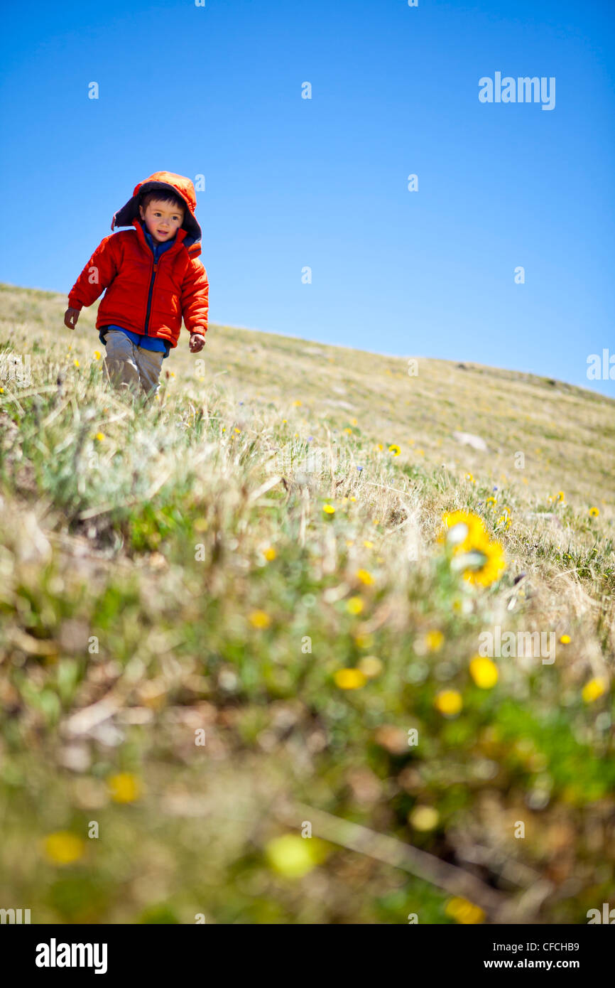 Un bambino di 2 anni escursioni passato giallo fiori selvatici alpini (daisy simili) che seguono il sun. Egli è in esecuzione sulla Divisione Continentale Trai Foto Stock