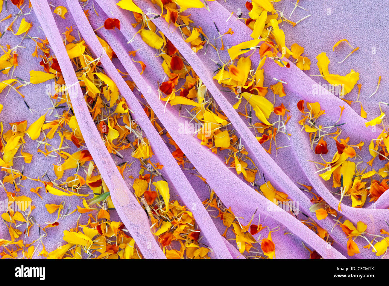 Tagete petali su un colore rosa indiano velo Foto Stock