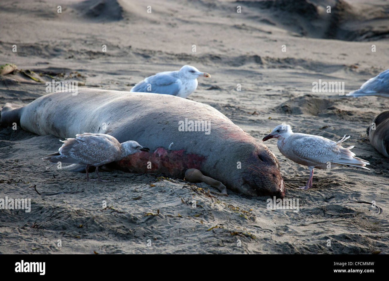 Gabbiani che raccolgono la foca degli elefanti morti sulla spiaggia Foto Stock