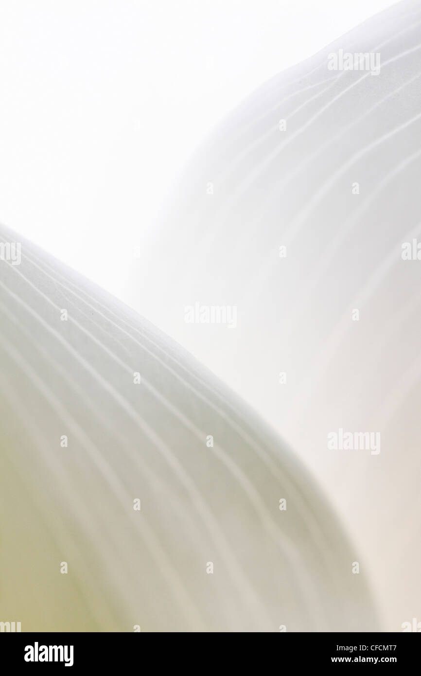 Arum Lily; close up di vene in fiore; Regno Unito Foto Stock