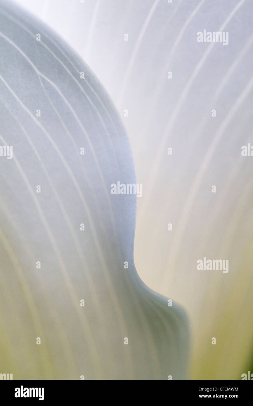 Arum Lily; close up di vene in fiore; Regno Unito Foto Stock