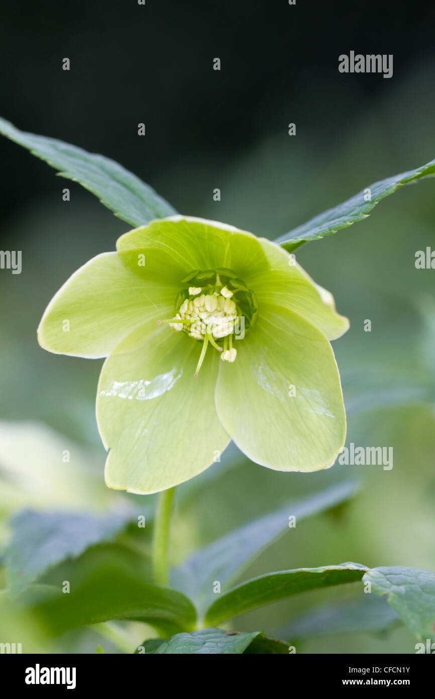 Veratro verde; Helleborus viridis; Cornovaglia; Regno Unito Foto Stock