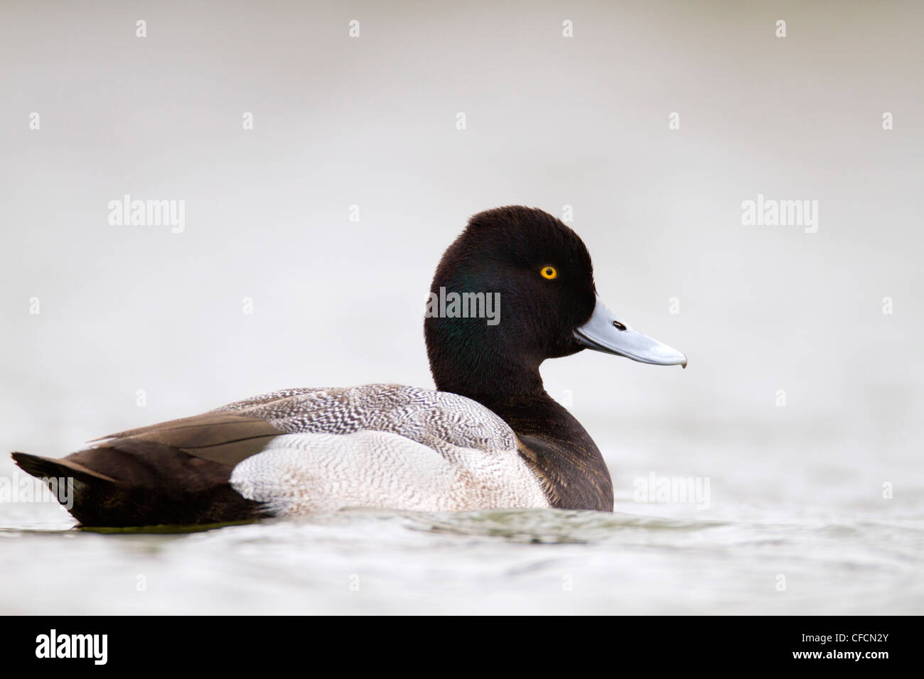 Lesser Scaup; Aythya affinis; drake; Cornovaglia; Regno Unito Foto Stock