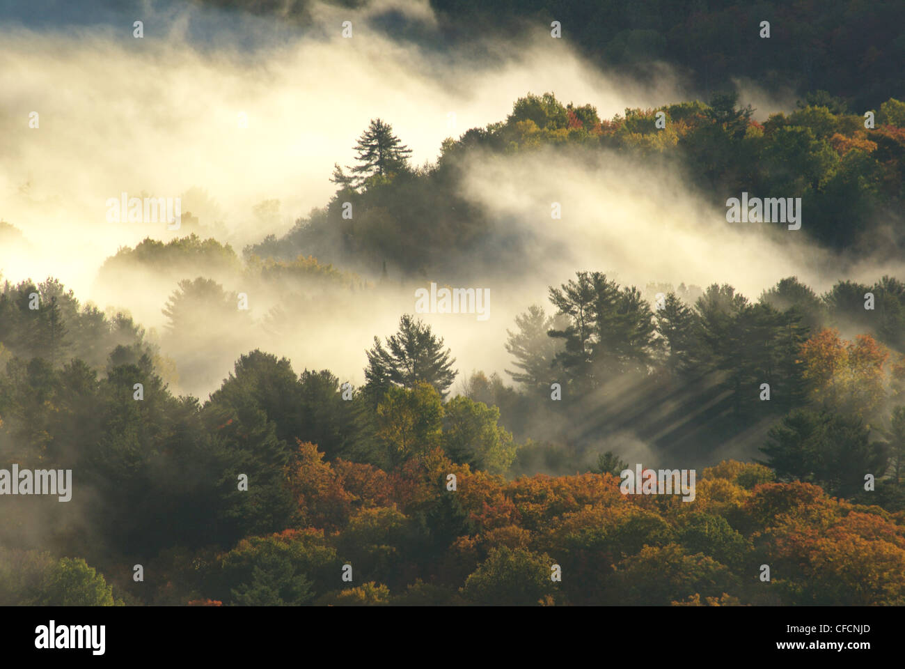 Early Morning mist passando dal bosco di pini vicino Dorset Ontario nella regione di Muskoka Foto Stock