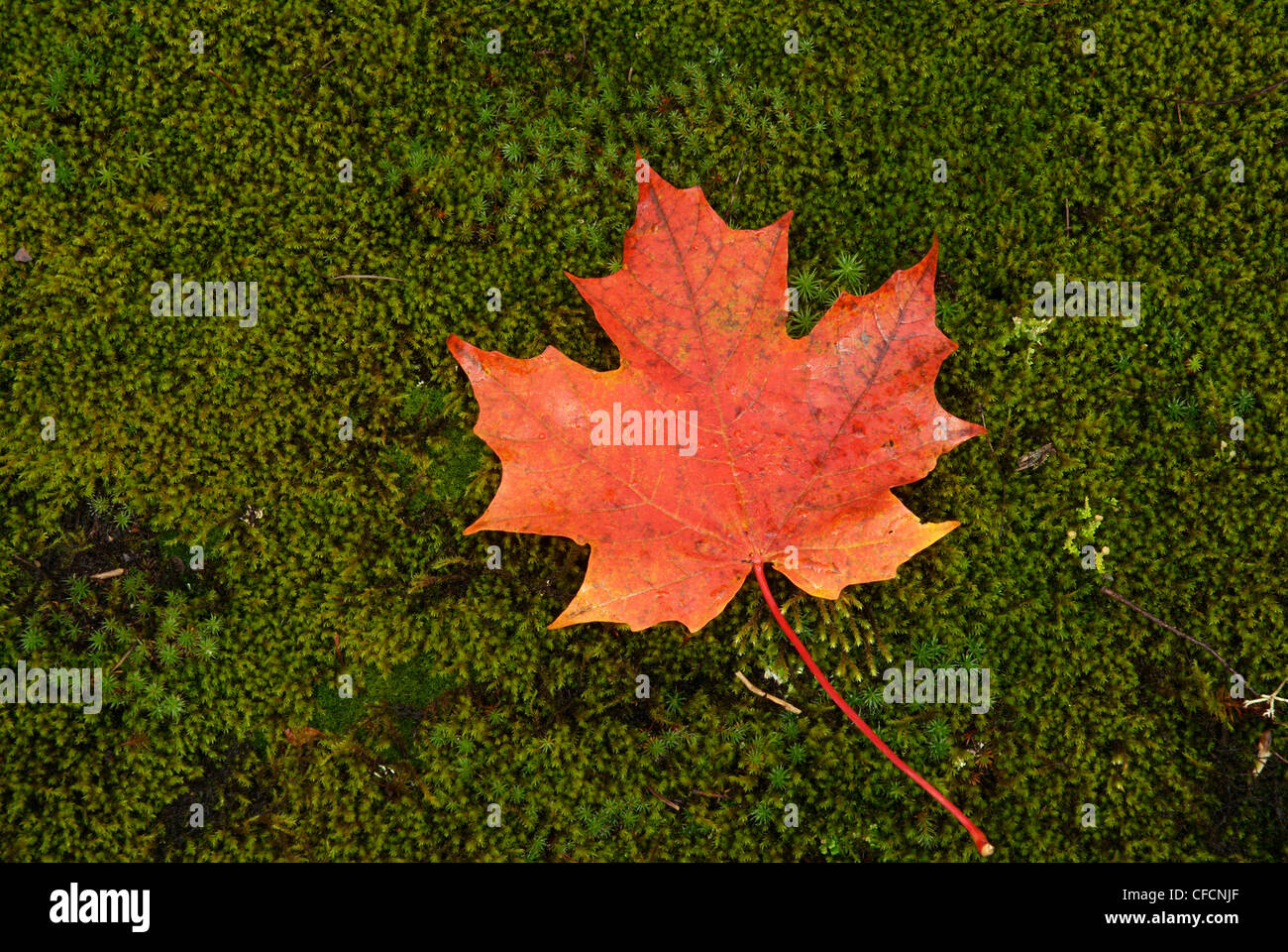 Caduto Red maple leaf su un letto di muschio verde in Haliburton regione di Ontario Canada Foto Stock