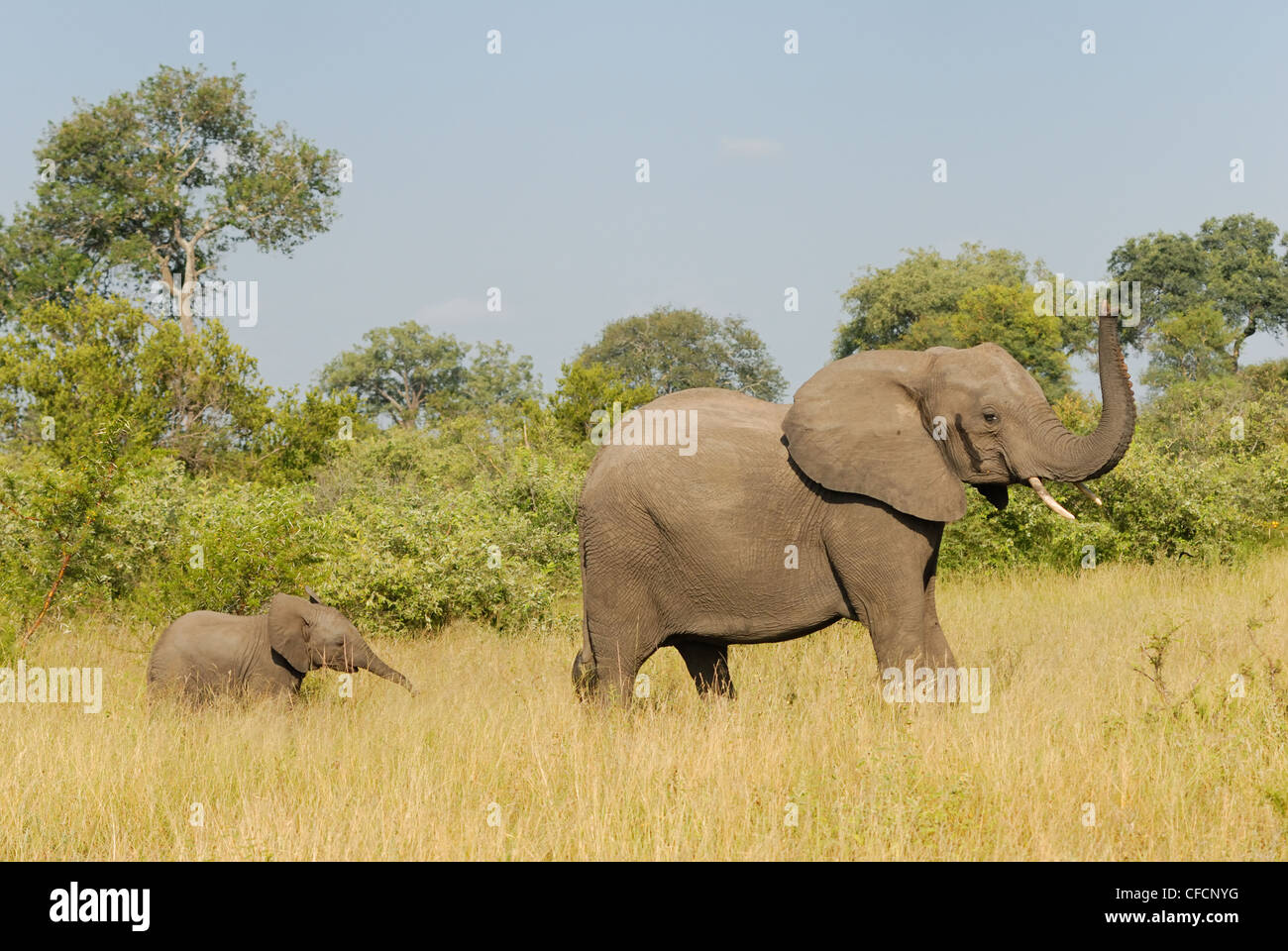 Elefante africano Foto Stock