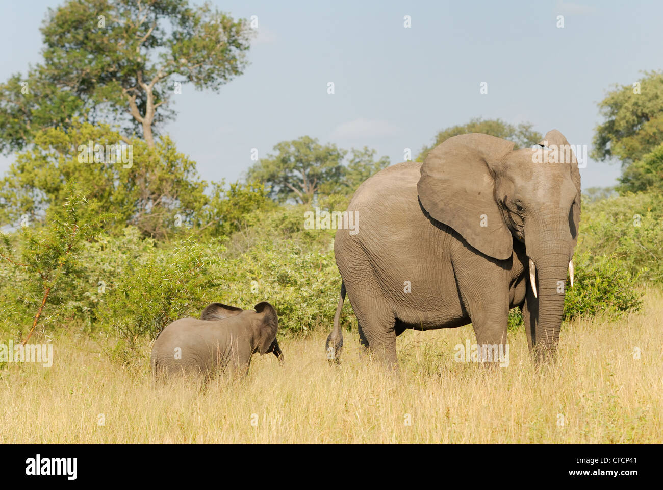 Elefante africano Foto Stock