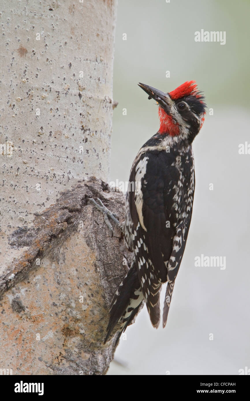 Rosso-naped Sapsucker (Sphyrapicus nuchalis) appollaiato su un albero in corrispondenza del suo foro di nido in Foto Stock