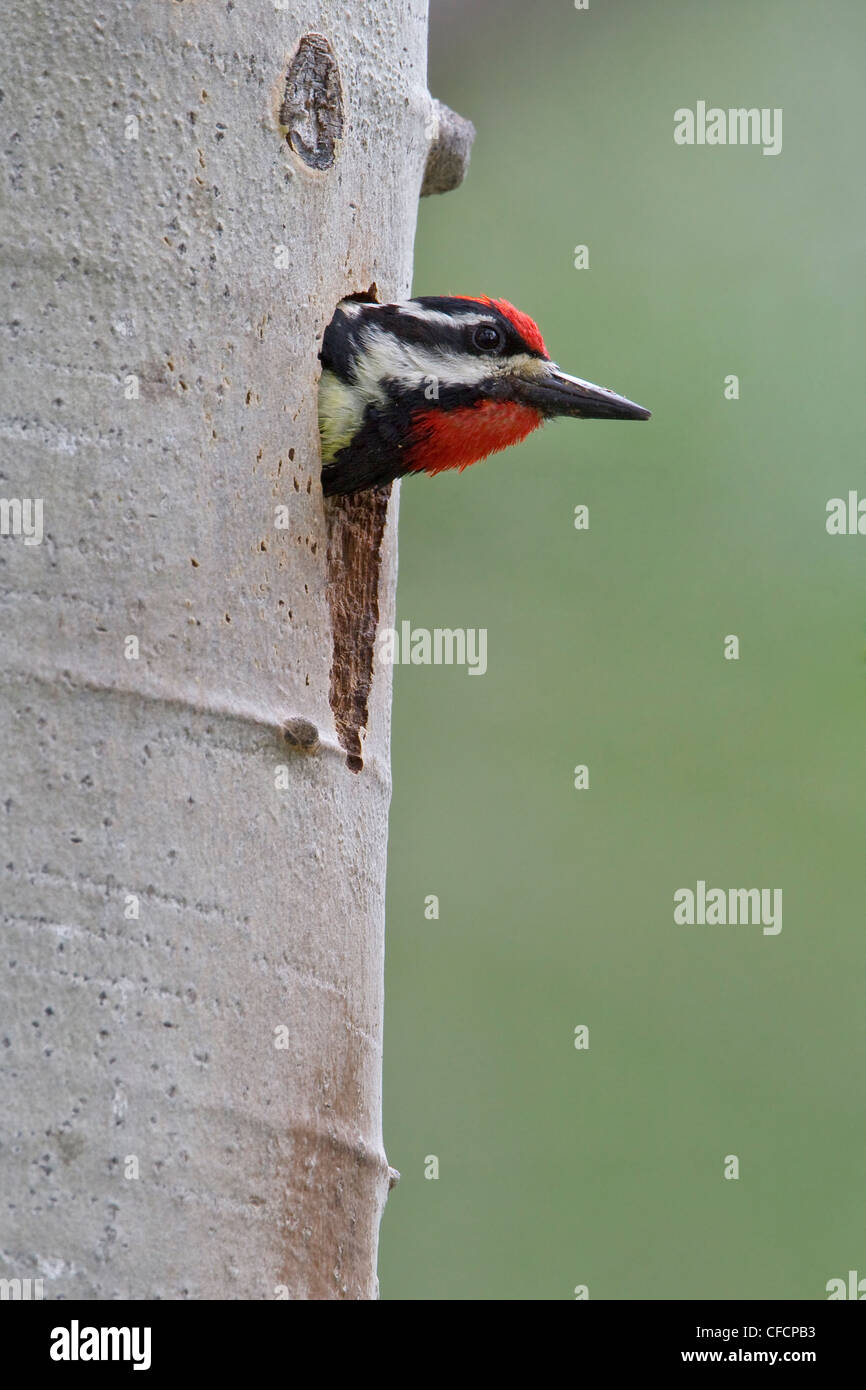 Rosso-naped Sapsucker (Sphyrapicus nuchalis) appollaiato su un albero in corrispondenza del suo foro di nido Foto Stock