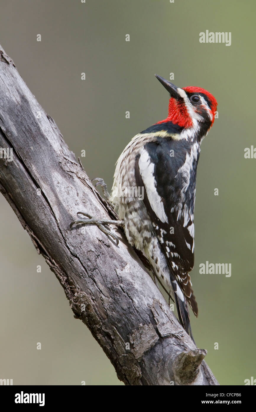 Rosso-naped Sapsucker (Sphyrapicus nuchalis) appollaiato su un ramo Foto Stock