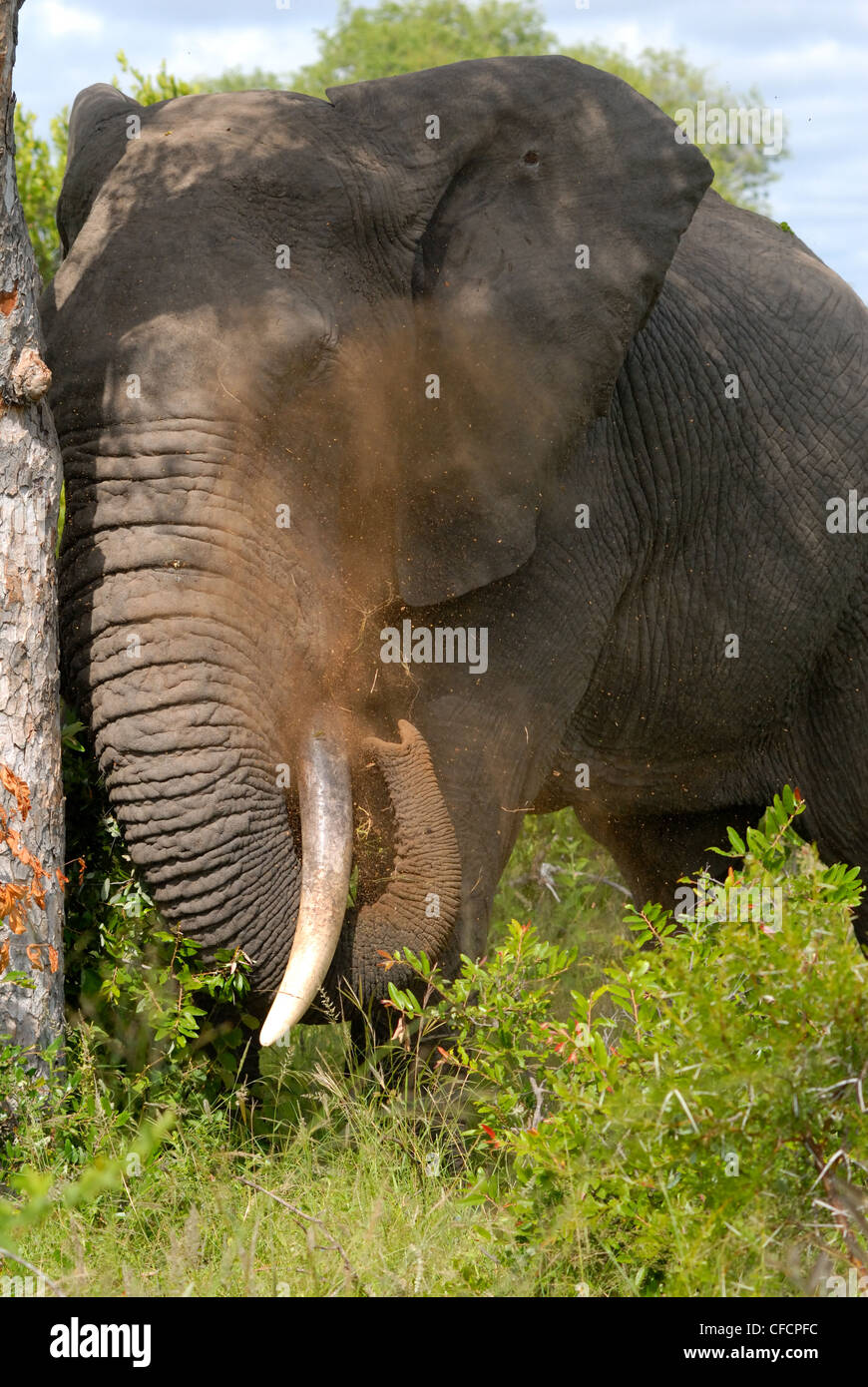 Elefante africano Foto Stock