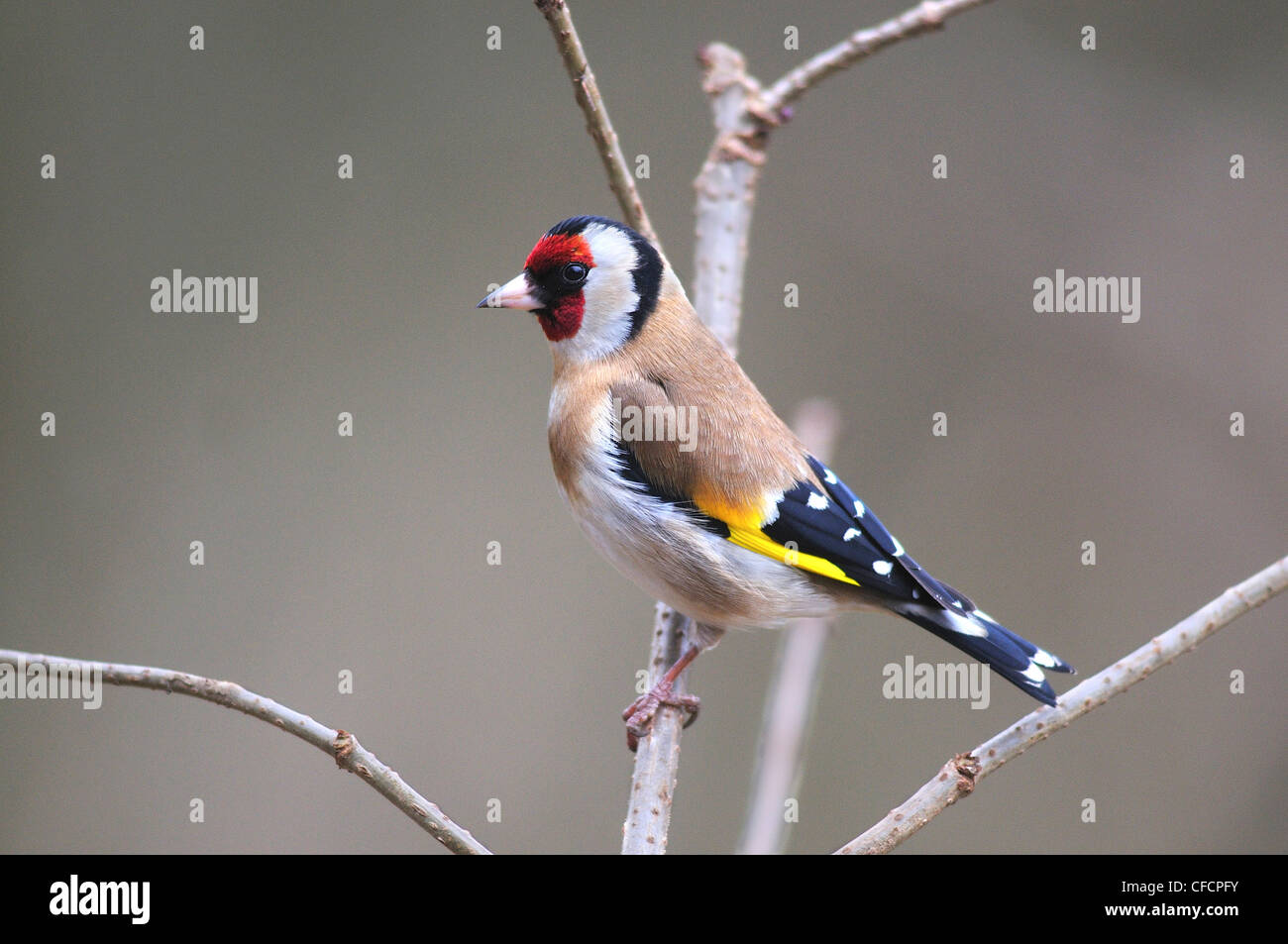 Una vista laterale di un cardellino su un ramoscello REGNO UNITO Foto Stock