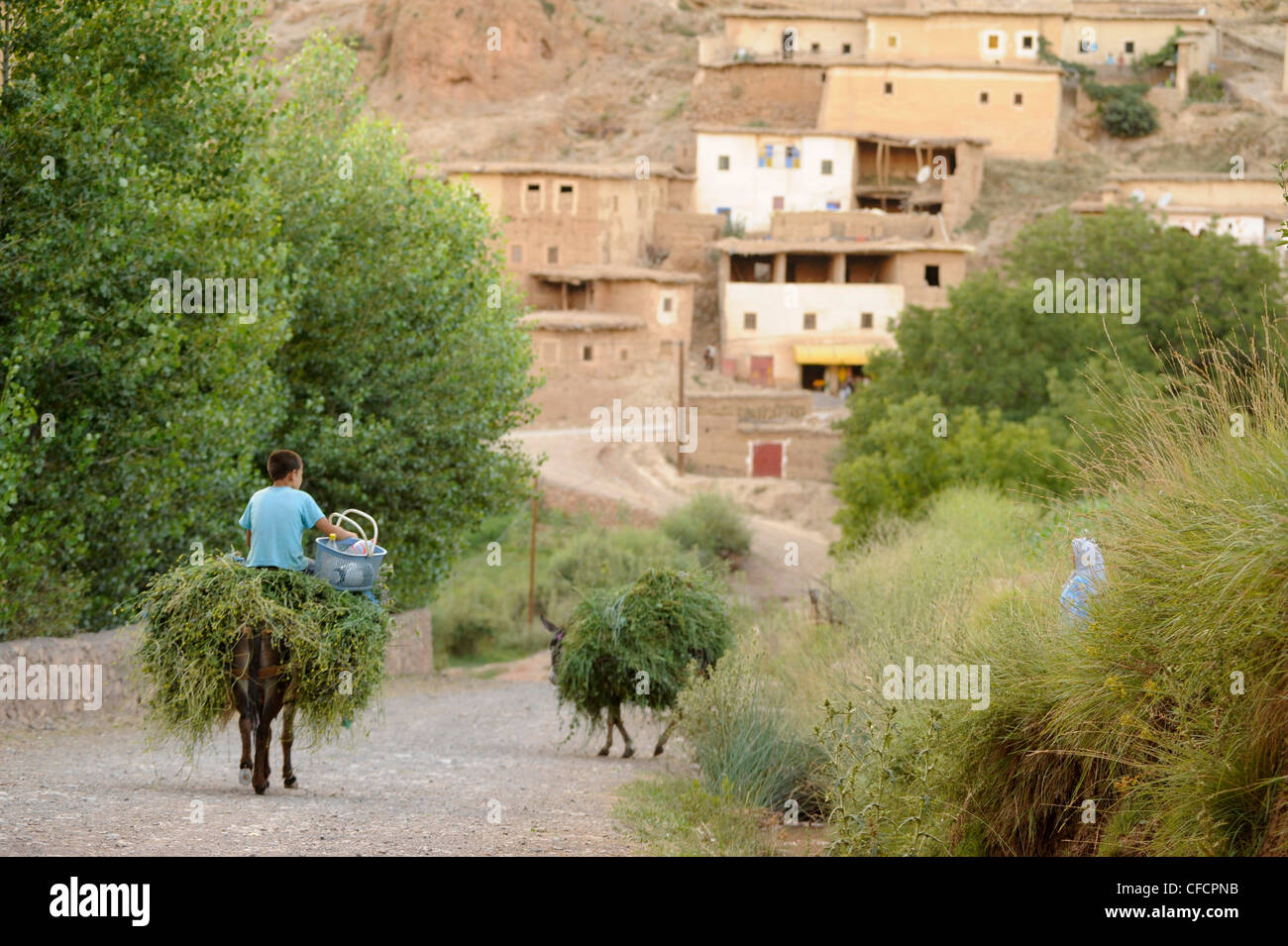 Ragazzo portando l'erba e caricato su due asini al villaggio di aguti, Ait Bouguemez, Alto Atlante, Marocco, Africa Foto Stock