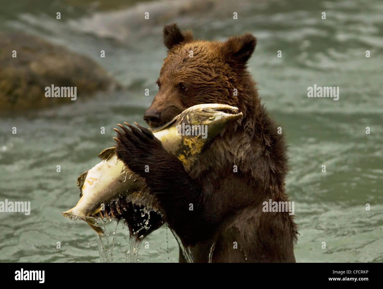 Grizzly Bear Cub mangiando un salmone in un fiume, British Columbia. Foto Stock