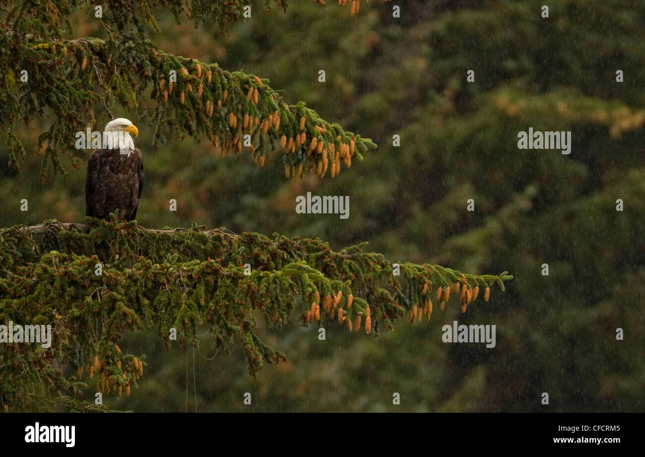 Aquila calva seduto su un albero sotto la pioggia battente, Whitehorse. Foto Stock