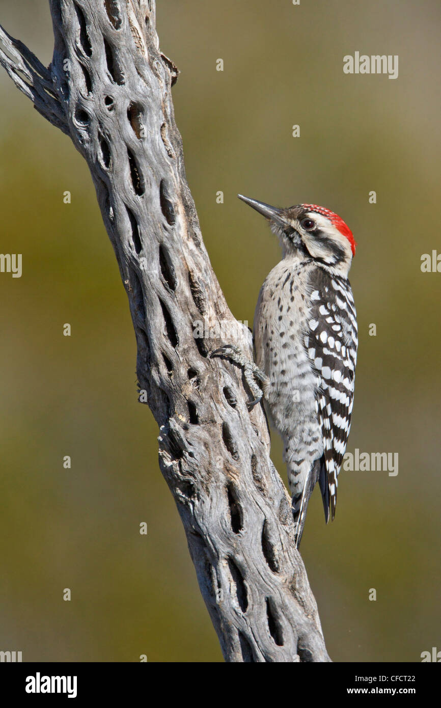 Scala-backed Woodpecker Picoides scalaris Foto Stock